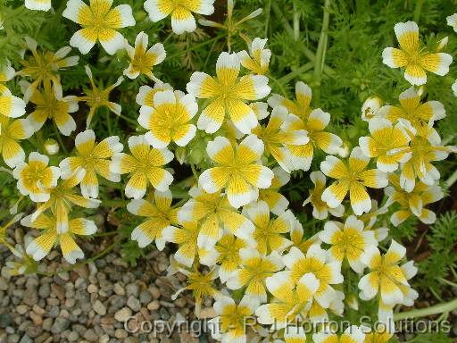 Limnanthes douglasii_2 